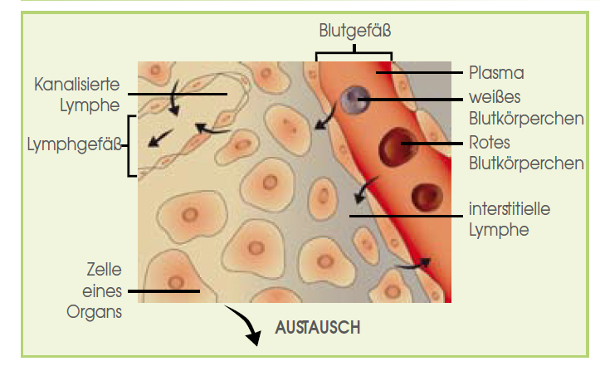 Die Funktionsweise des Lymphsystems